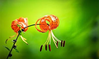 老鼠的三大天敌是谁？以及它们的弱点是什么？