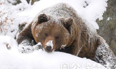 当我正沉浸在梦境中时，梦见了一只巨大的狗熊出现在我面前！