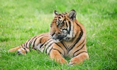 八月出生、属虎的女宝宝，你该如何为她取一个充满好听的名字？