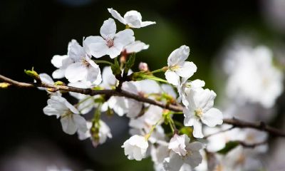 在2022春季季节中，共有多少天是适宜开业的吉日，而这些日期是按照农历计算的？