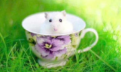 属相鼠的五行特征及其对性情的影响：深入探究十二生肖之一的动物符号！