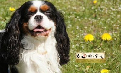 2022年狗属相的运势如何，将会有怎样的展望？