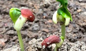 家居养护必知：决不能置放的十种花草，引起危害多端，一定避免误养！