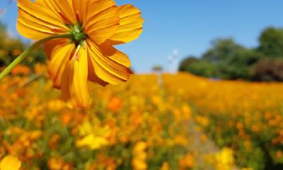 你认为你对天秤座了解得足够吗？来看看这些代码！