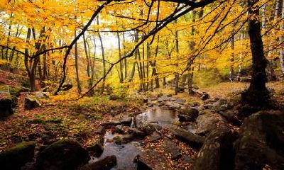 一份2021年农历十月二十六日出生的男宝宝五行缺木的名字建议清单