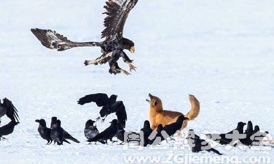 想象自己在梦中目睹老鹰高空猎食壮举的奇妙场景