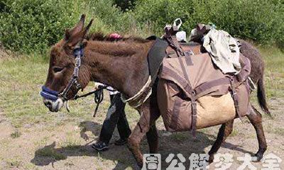 在梦中经历的神奇经历：我遇到了叫声极具特色且给我深刻印象的一匹驴子