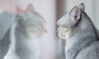 探究属鼠人喜爱猫咪的心理因素并分享属鼠适合饲养的宠物种类