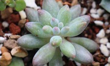 养茉莉花时必须注意的风水禁忌和养护要点 - 探讨养茉莉花的注意事项和禁忌