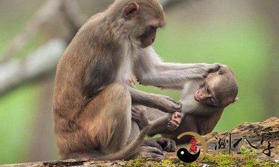 在梦中看到猴子殴打自己的梦境：解读潜意识中蕴藏的象征意义