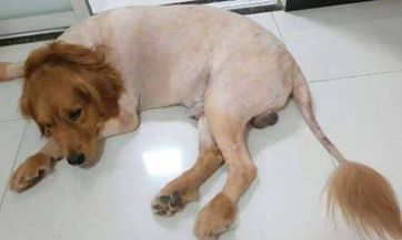 地支八字三合局：影响夫妻合婚的关键因素之一，快来了解一下吧！