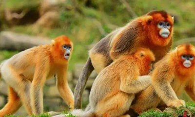 在一场奇幻之旅中，我经历了与一群活泼可爱的小猴子的惊险冒险，挑战了自己的勇气与智慧！