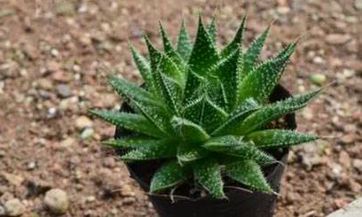 在家居住宅中，将镇宅剑放置于何处最合适？