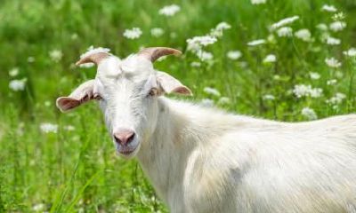 一览世界范围内的属羊名人：计划你的聚会，寻求灵感和成功的动力！