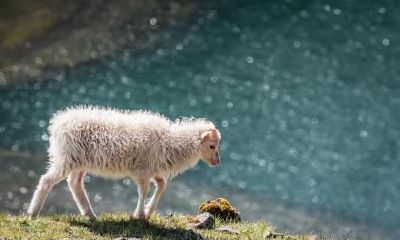 为什么属羊的人可能会面临命运的挑战？