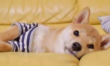 壁挂炉每天消耗气量多少？壁挂炉烧暖气一整个冬季需要多少费用？