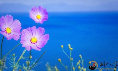 如何与处女座人建立深层交往关系：实用建议！