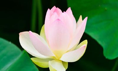 2022年四月份诞生的宝宝究竟是金牛座还是双子座呢？探讨这个问题，让我们一探究竟！