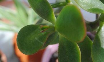 2023年3月28日是否适宜选定为入宅黄道吉日以进行乔迁新居的仪式呢？