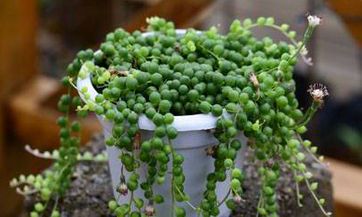 如何查询2023年农历八月初七是何日：全面黄历宜忌每日查询详解