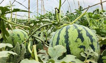 2023年8月7日，选择立秋这个好日子登记领证是否会为你们的婚姻带来吉利？