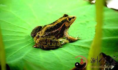 梦见一只青蛙跃向自己身上，仿佛传递着神秘玄机的预感！