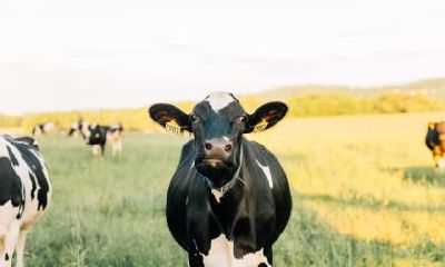 深度解析：为何生肖牛手持拂尘？揭秘生肖牛形象的象征意义