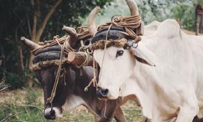 根据命理学，1985年属牛人是否命中离婚？这个星座的个性是否容易导致离婚？