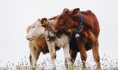 为何那些属于牛的人应该远离那些属于马的人？如何缓解神经？