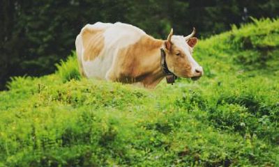 为何如此复杂，以至于“属牛难逃二婚命”的结局常常不可避免？深入探究属牛人的情感与婚姻变幻，揭示背后的原因与解决方法
