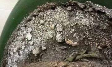 办公桌应当放在客厅中光线充足的最佳位置，以获得更好的办公体验