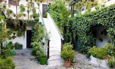 在农村流传的俗语“门口种三树，家昌盛三代”，而这三种树却成为了富人们的追捧之物