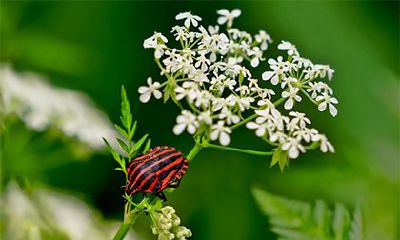 在2023年癸卯年的正月初八，是否适宜进行室内翻修和建房工作？