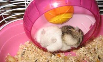 2023年4月份，哪一天最适宜吉祥洒扫墓冢？