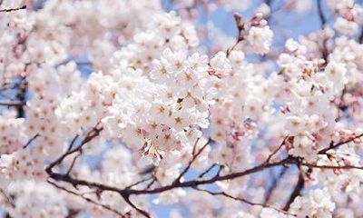 2023年农历正月十五元宵节，有没有适合装修动土的黄道吉日？