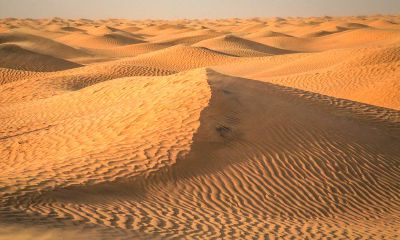 2019年属羊的新人想要结婚，有哪些吉日可以选择呢？