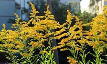 中年女性梦见黑色蛇，这代表什么吉兆或不祥之兆？