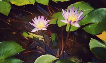 在农历的2023年中，这一年有多少天数并且闰的是哪个月？