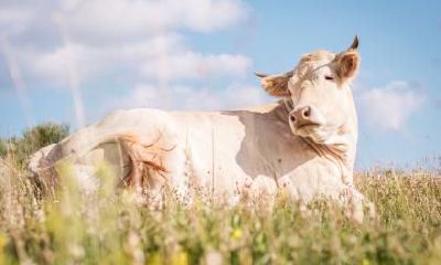 是否真实存在属牛的人智商低下，容易受骗？