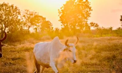 1985年出生的属牛人经历了几次婚姻，他们婚姻的命运如何？