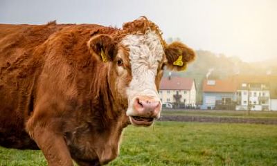 哪些属相男子最适合与属牛女子结婚？探讨属牛女性是否适合成为好妻子