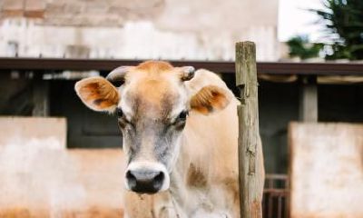 深入探究属牛女性格与脾气，了解如何赢得心仪男神的芳心