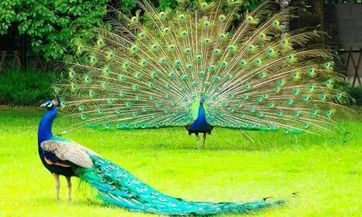 选图装饰门厅墙，如何让进门第一眼大吉大利？