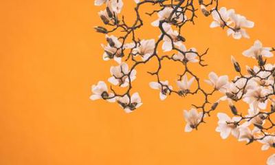 2023年农历闰二月初十是否适宜举行祈福仪式?