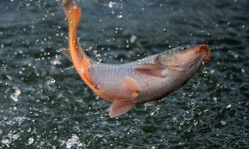 每隔几年才有闰二月，如何计算农历中闰二月的出现？