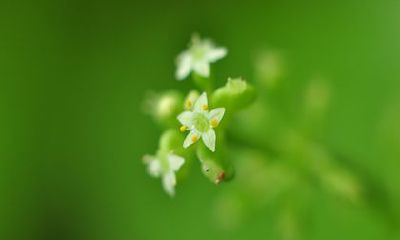 为2022年8月2日出生的小宝宝选择阳光妙名——以属虎来命名