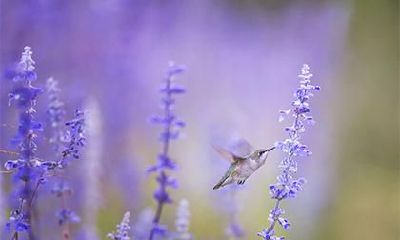 在2022年的壬寅年，腊月十九对应的农历日期是哪一天？此年度腊月共有多少天呢？