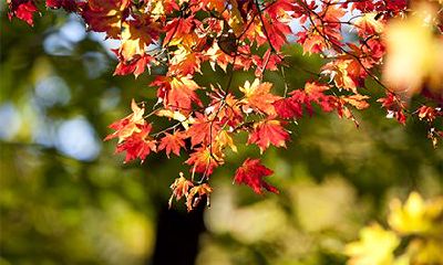 2022年虎年腊月十九日黄历宜不宜结婚？是否适合领证成婚的吉日呢？