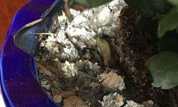 如何摆放武财神？摆放位置和方向应该注意哪些细节？刀刃应该朝向哪个方向？