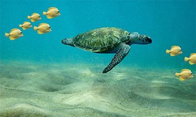 风水禁忌：据说属蛇的人不宜养龟，究竟为何呢？养龟风水注意事项大揭秘！